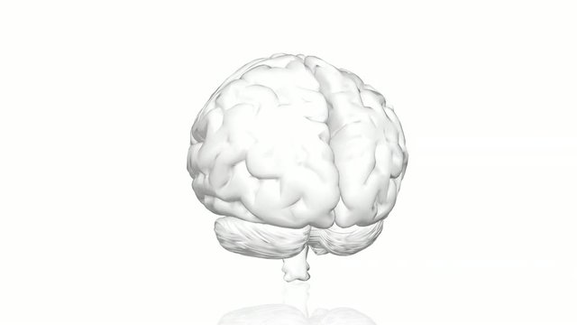 3D Brain