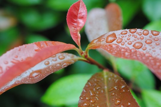 Green Red Leaf
