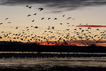 Snow geese  Bosque Del Apache National Wildlife Refuge, New Mexico USA