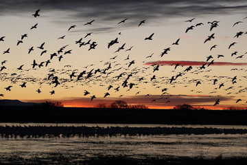 Snow geese  Bosque Del Apache National Wildlife Refuge, New Mexico USA