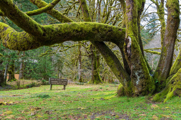 Fototapeta premium Landscape of moss-covered tree and grass at Fairholme Campground in Olympic National Park in Washington