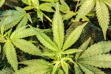 Marijuana leaves Mother Cannabis leaf Indoor facility Green plant 