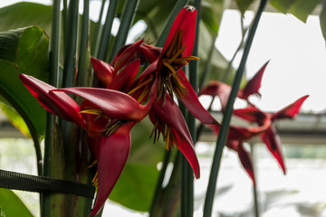 kwiat © kolorowekadry