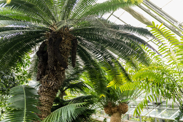 palma