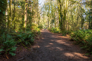 Fototapeta na wymiar Forest landscape with wide walking trail amidst trees and sunlight at Point Defiance Park in Tacoma, Washington