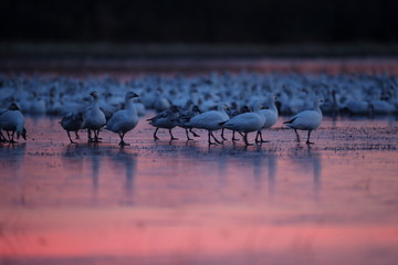 Snow geese  Bosque Del Apache National Wildlife Refuge, New Mexico USA