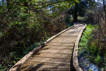 Well maintained raised boardwalk trail through woods on a sunny day