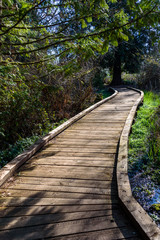 Well maintained raised boardwalk trail through woods on a sunny day