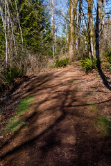 Well maintained dirt and ground bark trail through woods on a sunny day