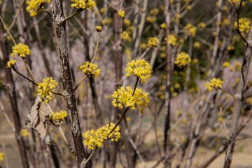黄色い花が沢山咲いたサンシュの木