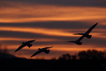 Snow geese  Bosque Del Apache National Wildlife Refuge, New Mexico USA