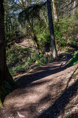 Well maintained dirt and ground bark trail through woods on a sunny day