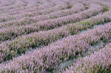 Fototapeta na wymiar soft focus on field colors of violet. flower close up in a field