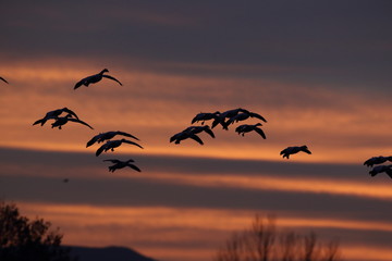 Snow geese  Bosque Del Apache National Wildlife Refuge, New Mexico USA
