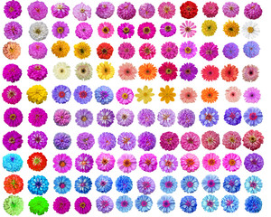 Exclusive  pack of 120 in 1 in  flowers  red, orange, pink, yellow, blue, green, indigo and white, separate on white.