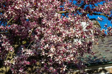 A Pink and White Cherry Blossom Tree