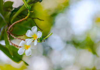 Beautiful white frangipani with blurred background and copy space