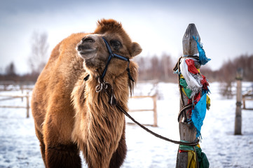 Camel male in Siberia