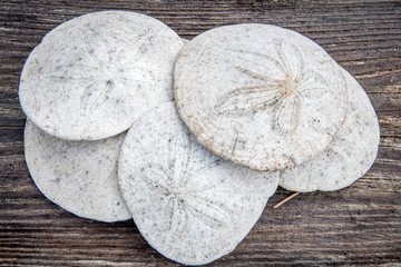 Sand dollars on wooden plank