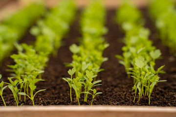 Seedlings , shallow depth of field , nursery concept 