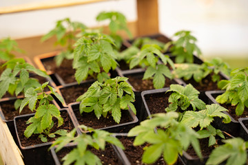 Seedlings of hops in small plastic container , farming growth 