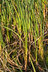 water grass, swamp