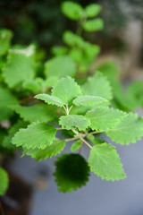 macro photo of myrrh herb medicinal aromatic leaf with blurs