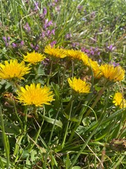yellow flowers in field
