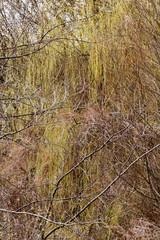 tree branches