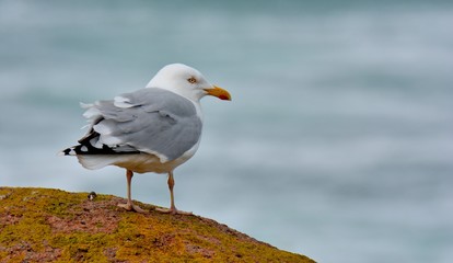 Beautiful gull on a rock at the pink granite coast in Brittany. France