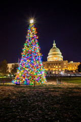 The United States Capitol Christmas Tree, otherwise known as "The People's Tree" shines bright in front of the US Capitol Building in Washington, DC.