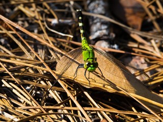 Vibrant Green Dragonfly