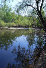 Fototapeta na wymiar Forest pond