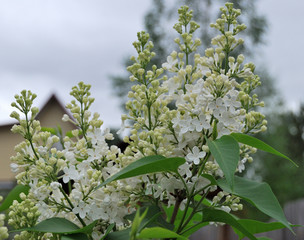 White lilac flower