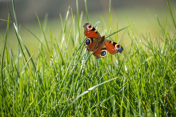 Green grass with butterfly. Spring landscape, perfect for background