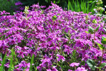 Fototapeta premium Flowers of phlox