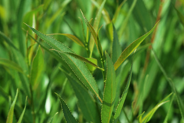 Leaves spherical willow