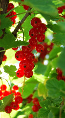 Red currant