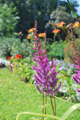 Obraz premium Flower Astilba