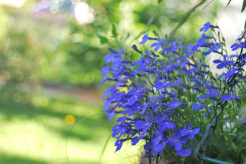 Lobelia