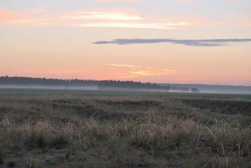Morning in the field