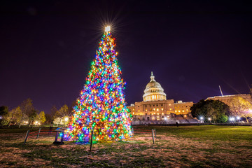 The United States Capitol Christmas Tree, otherwise known as "The People's Tree" shines bright in front of the US Capitol Building in Washington, DC.