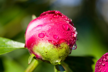 peony is covered with drops