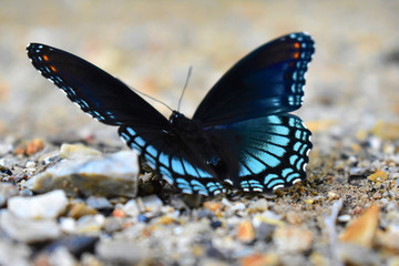 butterfly open wings