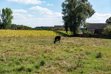 Fototapeta na wymiar Cow in the field 