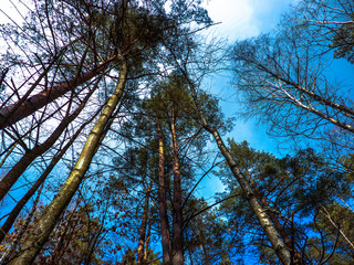 Widok na wierzchołki drzew z ziemi