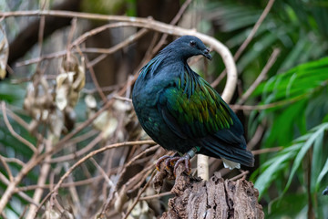 Nicobar pigeon (Caloenas nicobarica, Car: ma-kūö-kö) sitting on a branch and showing its colours