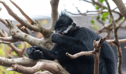 capped langur (Trachypithecus pileatus) monkey eating some food in a tree