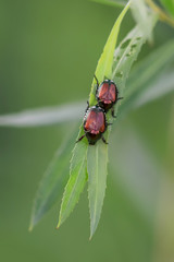 Two Dogbane beetles resting on a leaf