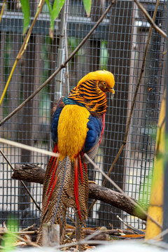 golden pheasant (Chrysolophus pictus) with its back feathers showing and his head turned